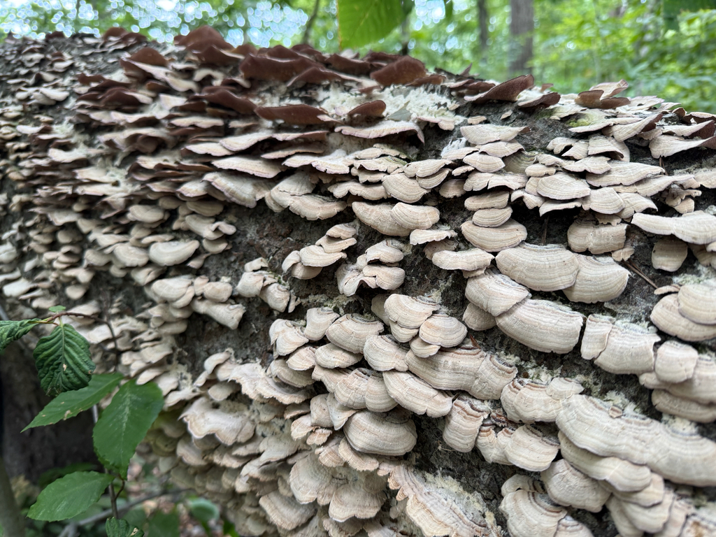 violet-toothed polypore · August 2026 · photo: Photo: no rights reserved · iNaturalist