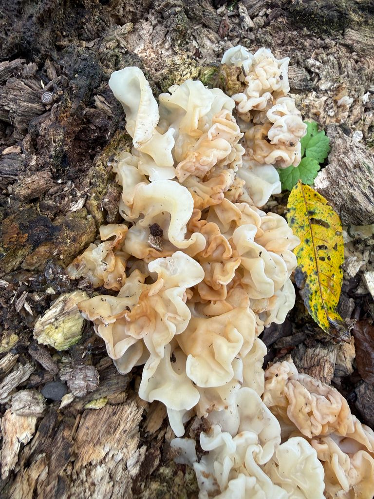 white jelly fungus · August 2026 · photo: Photo: no rights reserved · iNaturalist