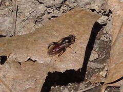 Chalcosyrphus libo