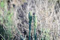 Albuca grandis
