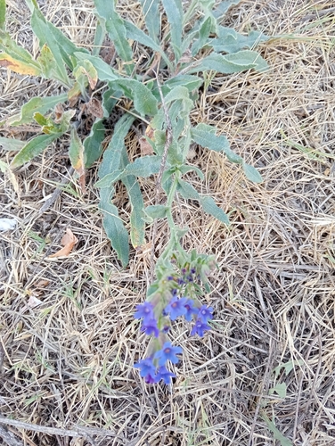 common alkanet