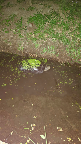 Yellow-headed Temple Turtle