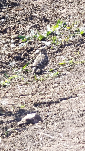 Eurasian Skylark