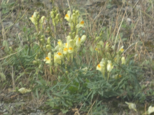 common toadflax