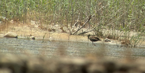 Hamerkop