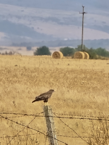 Common Buzzard