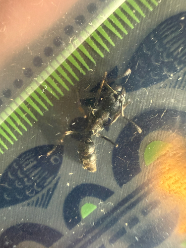 Ectomomyrmex javanus