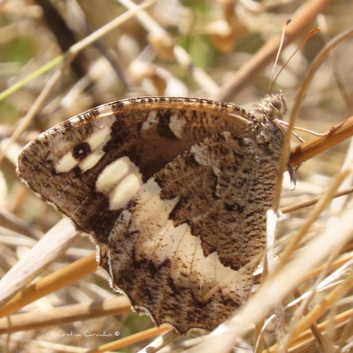 Great Banded Grayling