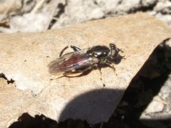 Chalcosyrphus libo