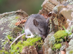 North American Deermouse photo 4