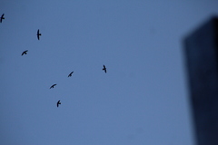 Streptoprocne semicollaris