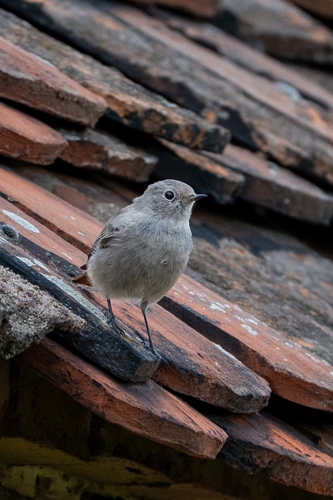 Black Redstart