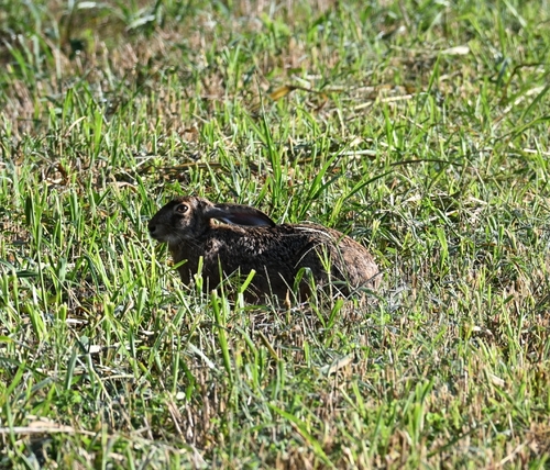 Brown Hare