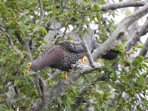 Rameron Pigeon