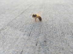 Apis mellifera