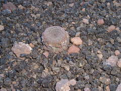 Neoandinium