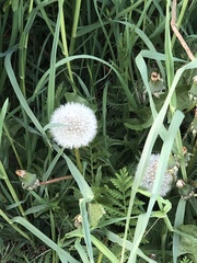 Angiospermae