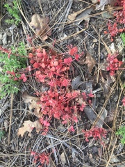 Claytonia rubra