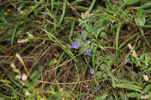 Hydrolea ovata, photograph 6