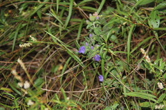 Hydrolea ovata, photograph (c) Texas Bird Family, some rights reserved (CC BY)