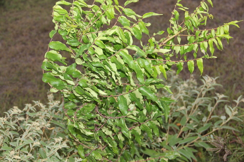 Zanthoxylum clava-herculis, photograph 5