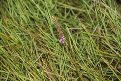 Liatris acidota