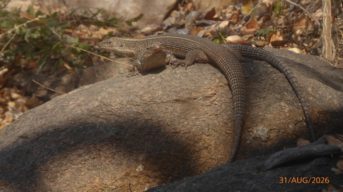 Common Giant Plated Lizard
