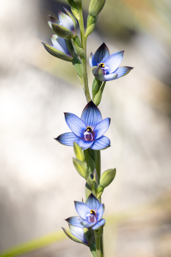Thelymitra occidentalis
