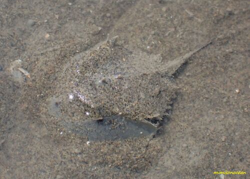 Tachypleus tridentatus photograph by the iNaturalist community