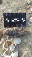 Lagocephalus sceleratus