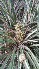 (c) Carlos Domínguez-Rodríguez, some rights reserved (CC BY) Bromelia palmeri, photograph (c) Carlos Domínguez-Rodríguez, some rights reserved (CC BY)