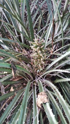 Bromelia palmeri