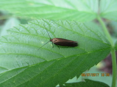 Scythris obscurella