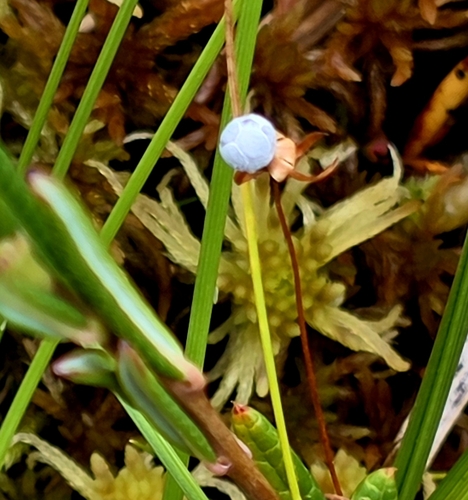 Arctic Starflower