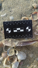 Lagocephalus sceleratus