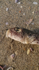 Lagocephalus sceleratus