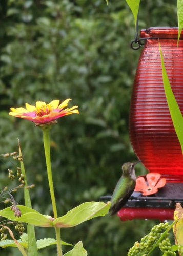 Ruby-throated Hummingbird