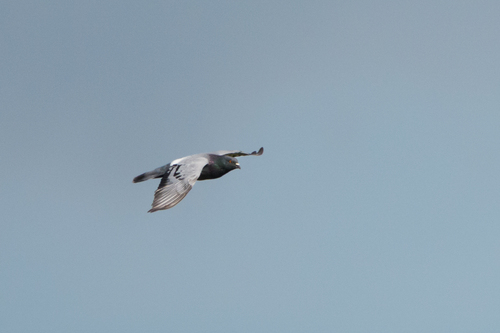 Feral Pigeon