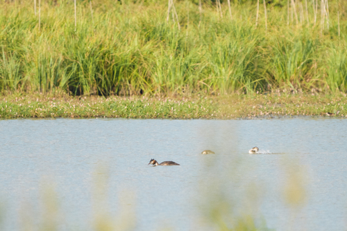 Great Crested Grebe