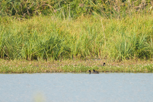 Eurasian Coot