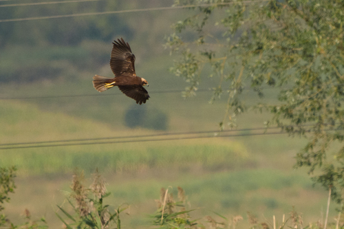 Eurasian Marsh Harrier