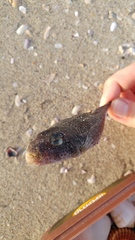 Lagocephalus sceleratus