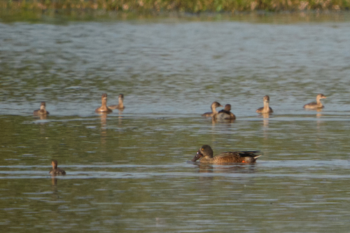 Northern Shoveler