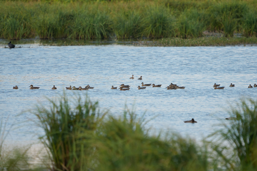 Garganey