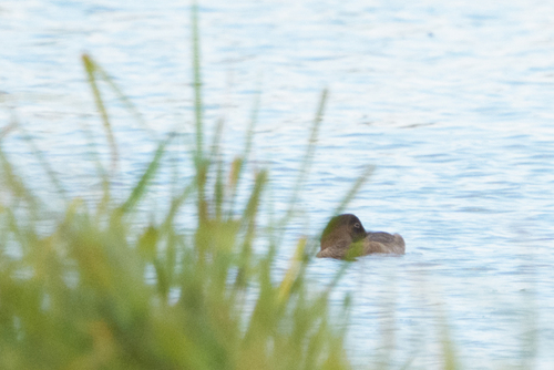 Common Pochard
