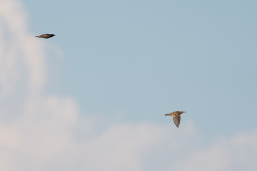 European Starling