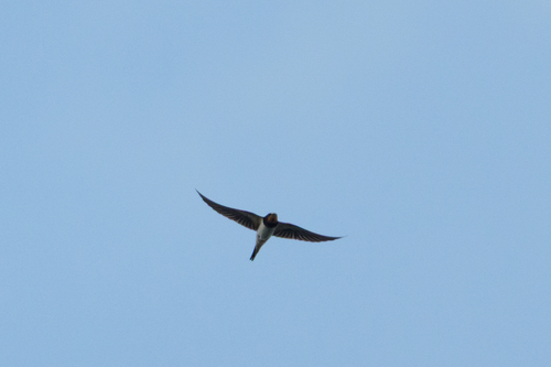 Barn Swallow