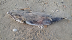 Lagocephalus sceleratus