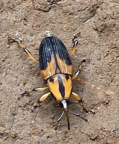 Silky Cane Weevil