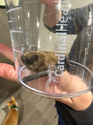 Big Brown Bat observed by zachary_pruitt